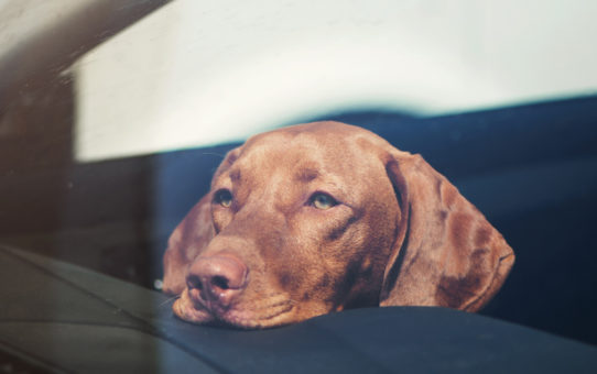 Lukuproff pöörab TÄHELEPANU! ❗❗👈  Ärge jätke lapsi ja lemmikloomi autosse!